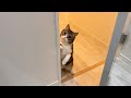 部屋に入れてもらえなかったときの甘えんぼ猫の反応がかわいすぎました…笑