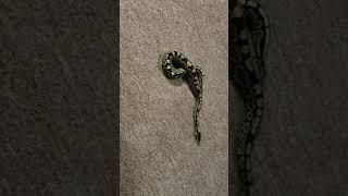 Famous Snakers the ball python slithering Profile