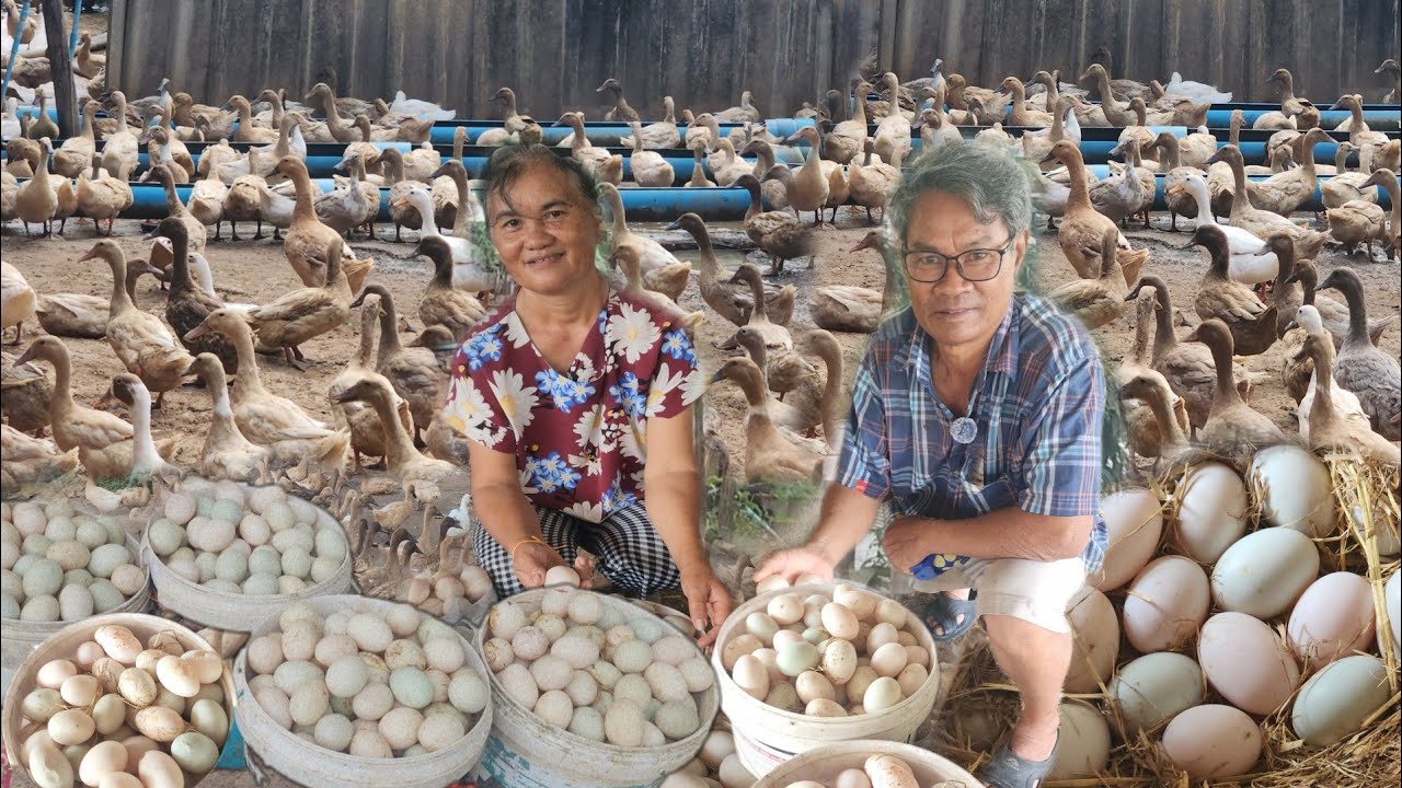 3 เดือนมีเงินเก็บเป็นแสน!! เลี้ยงเป็ด​1600​ตัว​ เก็บไข่ฟินมาก!! สุดยอดตายายเลี้ยงเป็ด