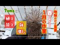 1月の重要な作業 「植え替え」「鉢まし」ご紹介します。鉢ましはなぜするの⁉️理由も知って作業しよう