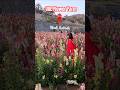தெரிஞ்சிக்கலாம்💁🏻♀️ UAE Flower Farm |Floral Paradise of Fujairah | RishiNishiTravelDiaries