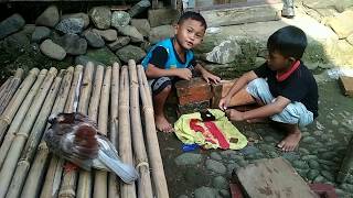 Main burung merpati | Arsitek muda | Rumah Rumah burung