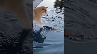 Hilarious Shiba Inu STRUGGLES to Retrieve Ball from Pool!