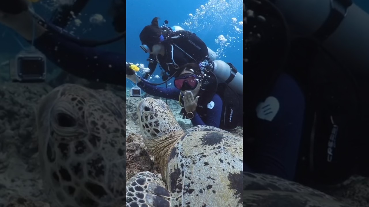 Underwater Ballet 🌊 — Turtle leads, fish follow, she drifts in perfect rhythm. 