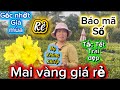 3-1-2026☎️0334 061 436📲mai vàng chơi Tết giá rẻ-báo mã sô gốc nhớt nụ quá chừng