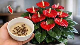 Download Lagu Slechts 1 kopje! Anthuriums groeien sneller en bloeien uitbundiger dan ooit! MP3