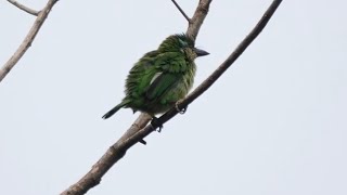 Bird Call: MOUNTAIN BARBET, Borneo
