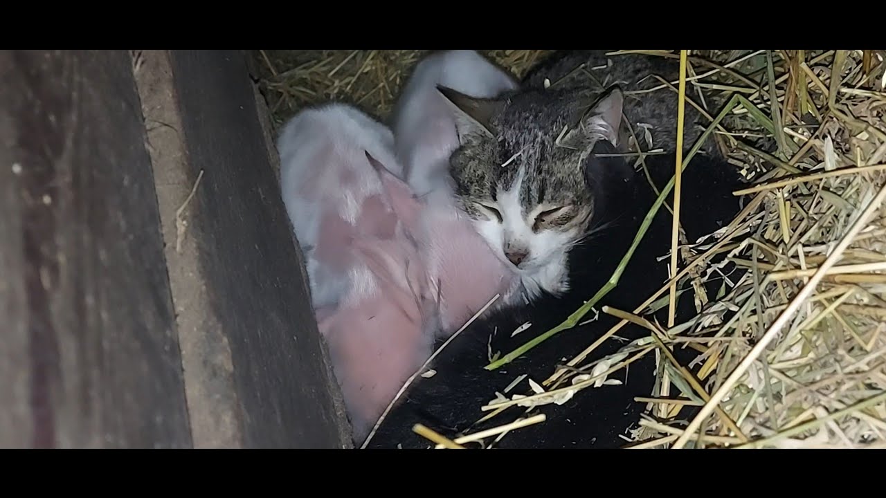 Жизнь в селе 