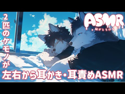 【女性向けASMR】双子の獣人さんが左右同時に耳かき・耳責め【Binaural / 耳かき / 睡眠導入 / バイノーラル / シチュエーションボイス】