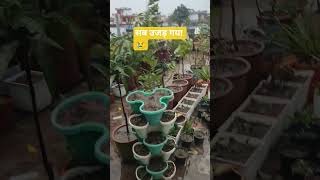 Aandhitufan Ne Ujad Diya Terrace Garden Gardener Ki Asli Fight