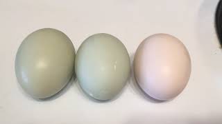 Famous Easter egger eggs! Net Worth