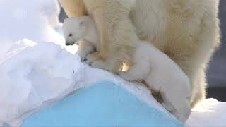 В зоопарке Новосибирска появились белые медвежата