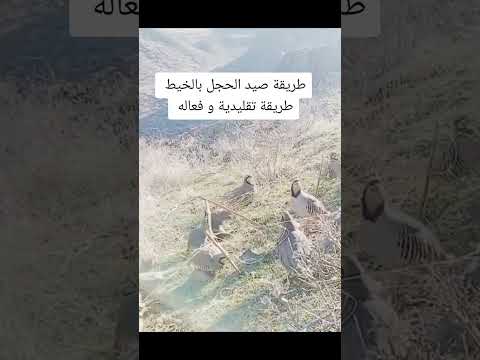 صيد الحجل البري بواسطه الخيط