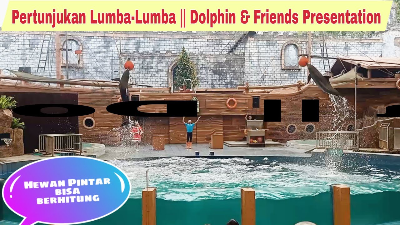 Pertunjukan Lumba - Lumba Taman Safari Prigen Pasuruan || Dolphin & Friends Presentation