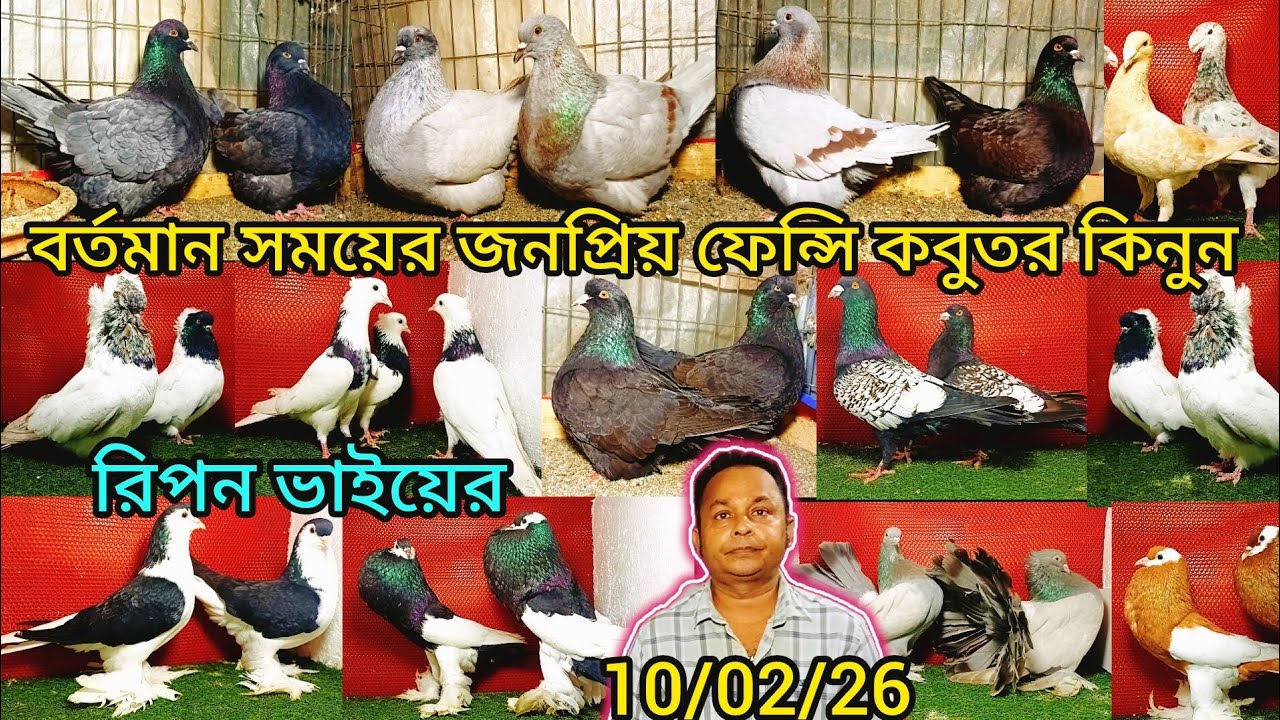 রিপন ভাইয়ের বর্তমান সময়ের জনপ্রিয় ফেন্সি কবুতর | pigeon video | কবুতর | fancy pigeon |