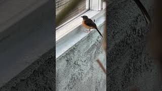 Download Lagu Terpangau lagi melamun #aviarydepanrumah #birds #kicaumania #besilafarm #burung MP3