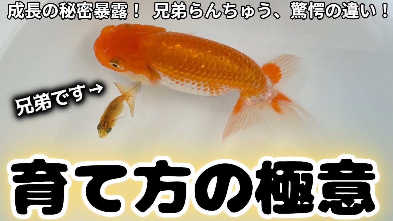 育て方で10倍差が付く！メダカや金魚を早く大きく成長させる方法【育て方の極意】
