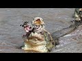 Must Watch! Crocodile Surprise Attacks WildbeestㅣWild Animal Attacksㅣ악어의 소름돋는 공격