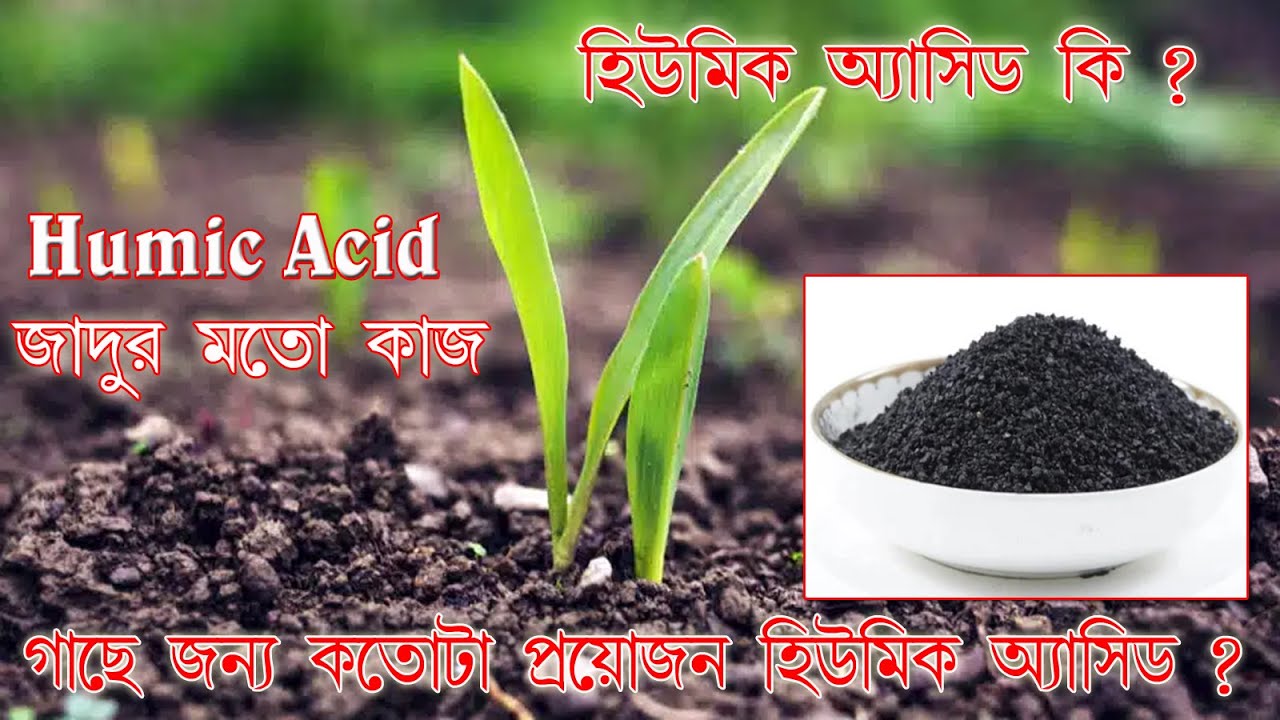 Humic Acid কি I  হিউমিক এ্যাসিডের সঠিক ব্যবহার I Humic Acid ফসলে কি কাজ করে I use to Humic Acid I