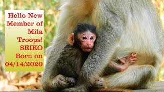 Welcome new member of Mila group! Newborn monkey Seiko from mom Sirika