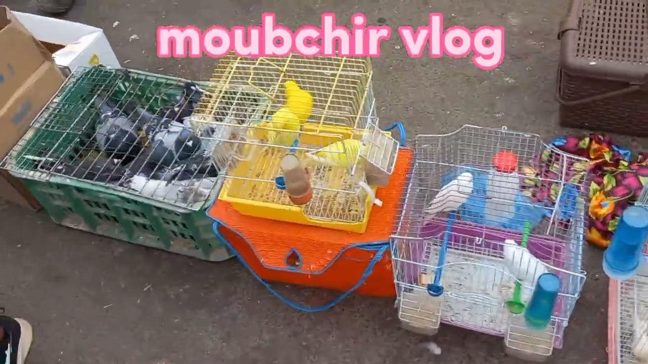 سوق سيدي يوسف# لكنار أو لبيروش باططة😪 الله إدير لخير أو تحيا لجميع لمواليع 🤍