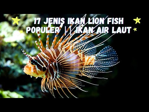 17 Jenis Ikan