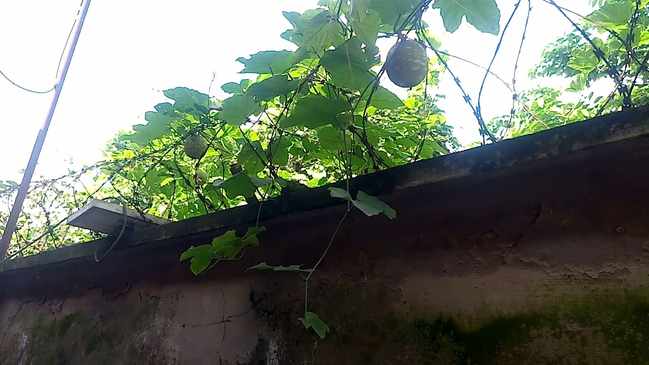 TAGIRI (Christmas Melon) FOR NEWCASTLE POULTRY DISEASE - YouTube