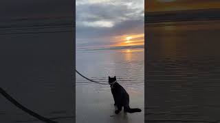 Cat Enjoys Beach Sunset With Pet Parent