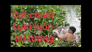 Lên cá tai tượng to ở Rạch Cái Nai | river fishing