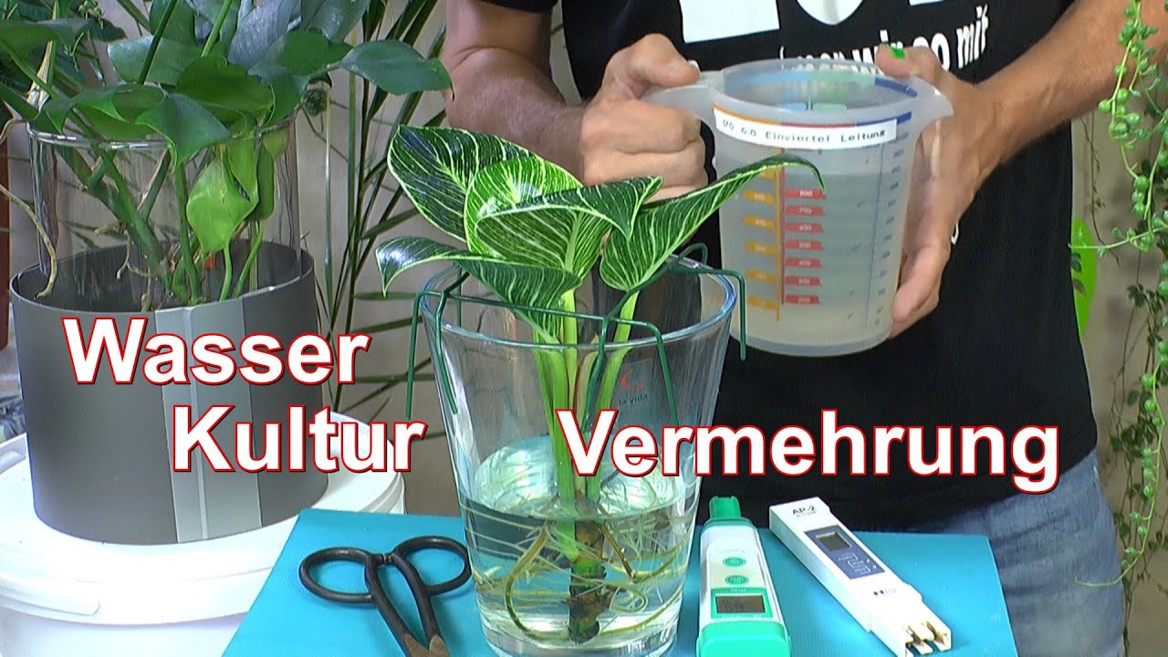 Monstera Adansonii vermehren. Wasserkultur Raphidophora und Philodendron  Birkin Hydroponik