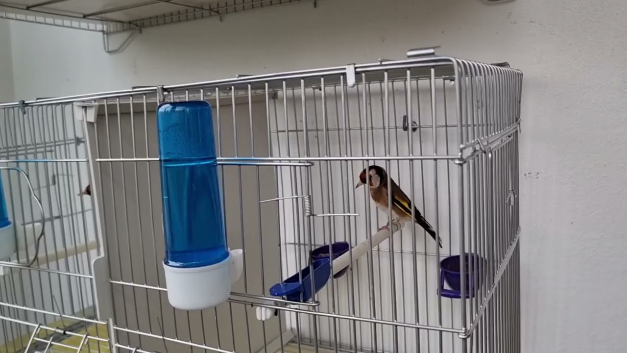 هاجس النقطة السوداء عند الفراخ تعريفها،أسبابها و حلولها