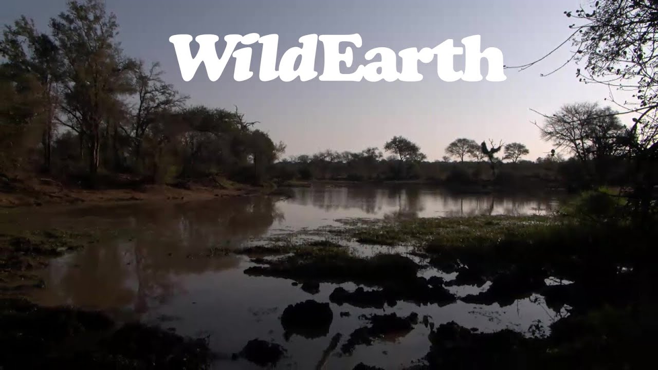 WildEarth - Sunrise Safari - 30 July 2022 - YouTube
