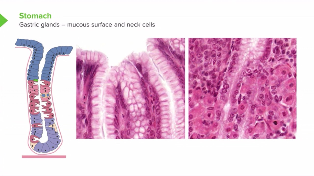 STEP 1 USMLE Mucous Surface And Neck Cells