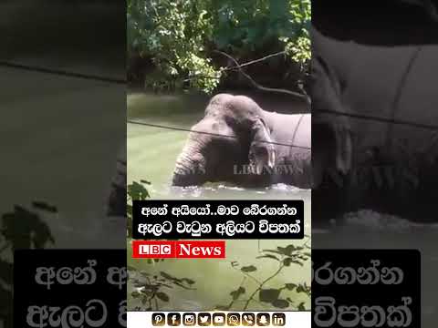 🐘💥👨🏻‍🌾A wild elephant falls into a canal and gets swept away🐘💥👨🏻‍🌾#shortsfeed #short #shortvideo