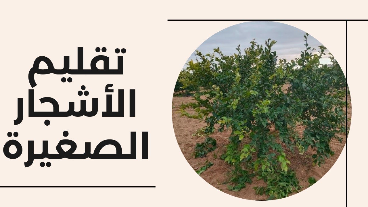 عملية التقليم والتربية الصحيحة للأشجار الصغيرة | الموالح| الحمضيات |زتونة زراعية| محمد هنداوي