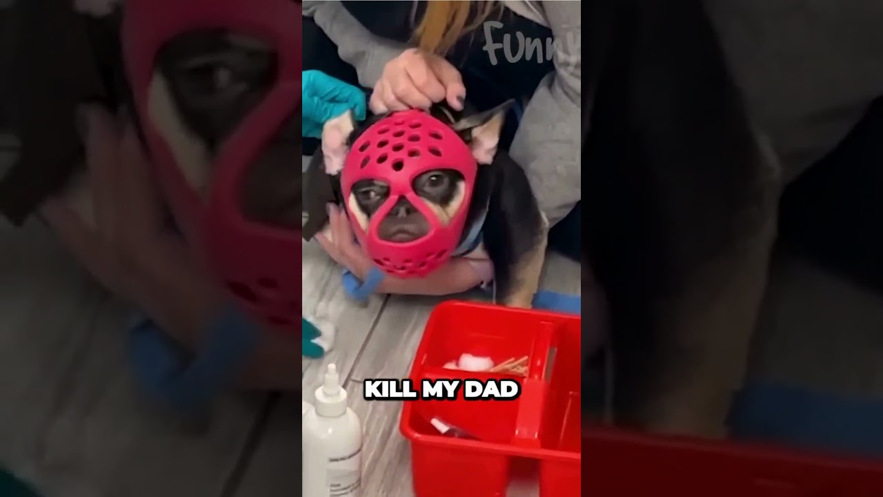 Furry Fails and Hilarious Hijinks: Funny Animal Compilation