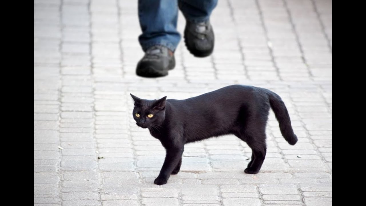 Квадробика черная кошка
