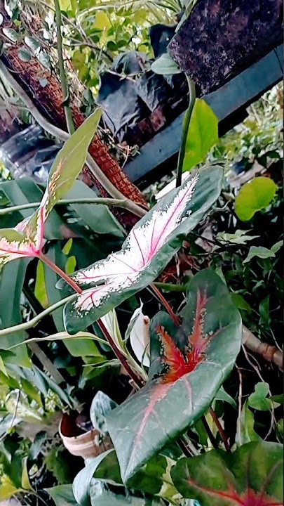 Caladium Ace Of Heart / Keladi Joker #caladium #keladi #heart #ace #shorts #vidioshorts