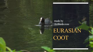 Eurasian Coot / Common Coot / Australian Coot [Fulica Atra] screenshot 4