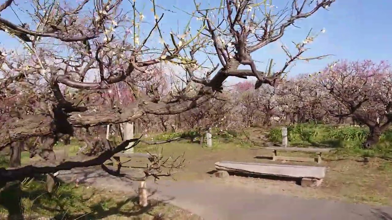 【安八百梅園】　岐阜県安八郡（あんぱちぐん）　2026年3月8日（日）　Gifu-Japan