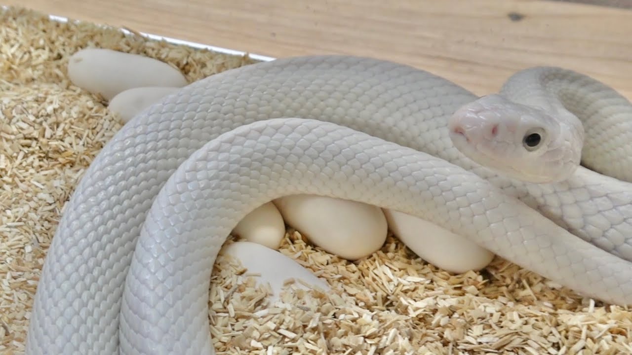 My pet white snake suddenly started laying eggs. - YouTube