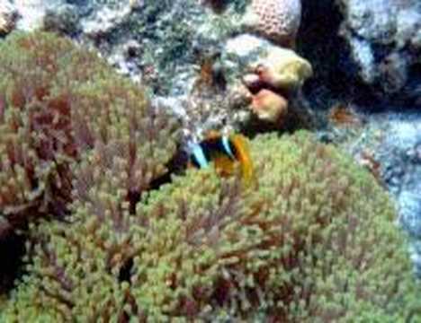 Marsa alam - Red Sea