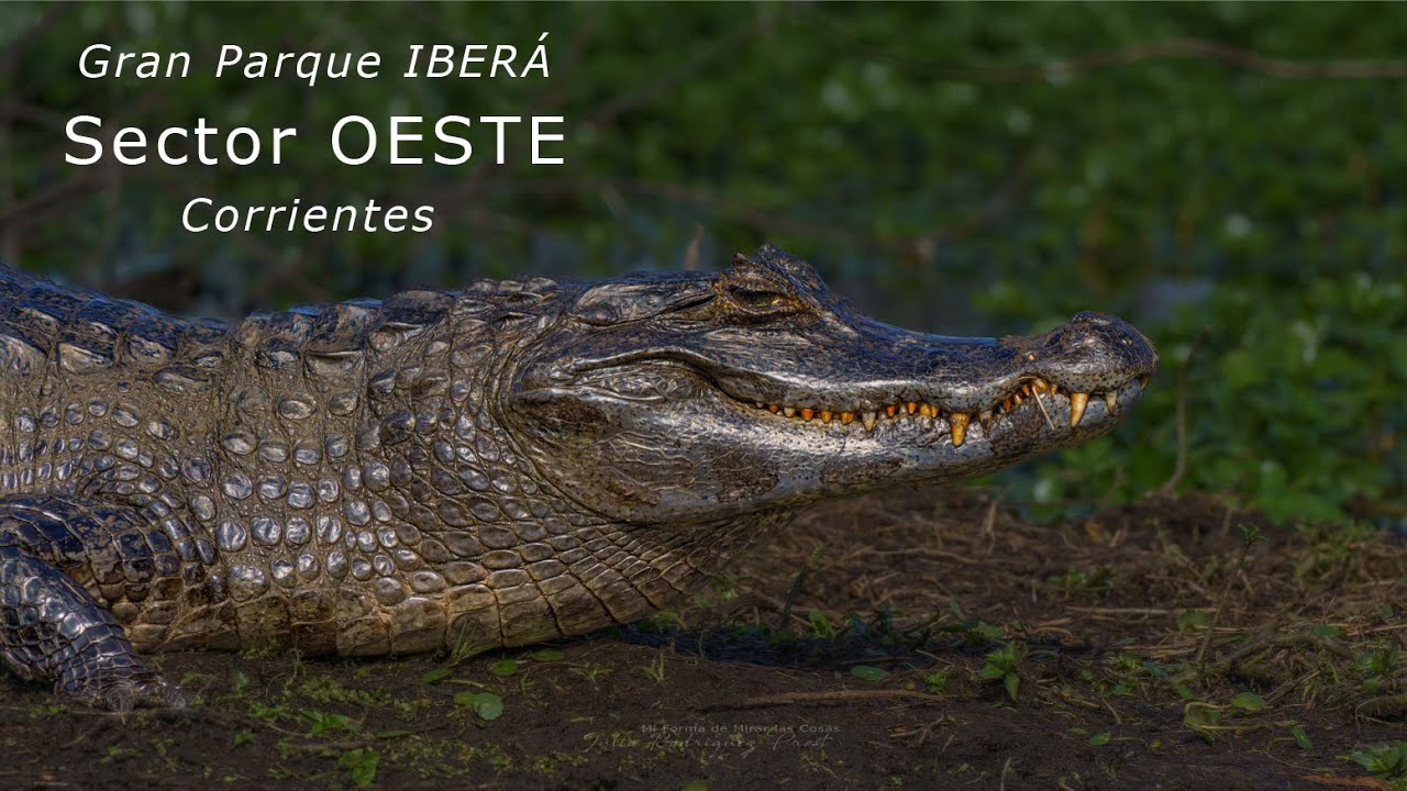 Esteros del Ibera OESTE - Por San Miguel, Mburucuyá y Concepción en Corrientes - 2022
