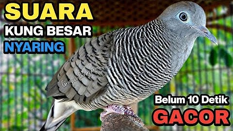 Perkutut Lokal Gacor Suara Kung Besar Pancingan Burung Perkutut Agar Bunyi.