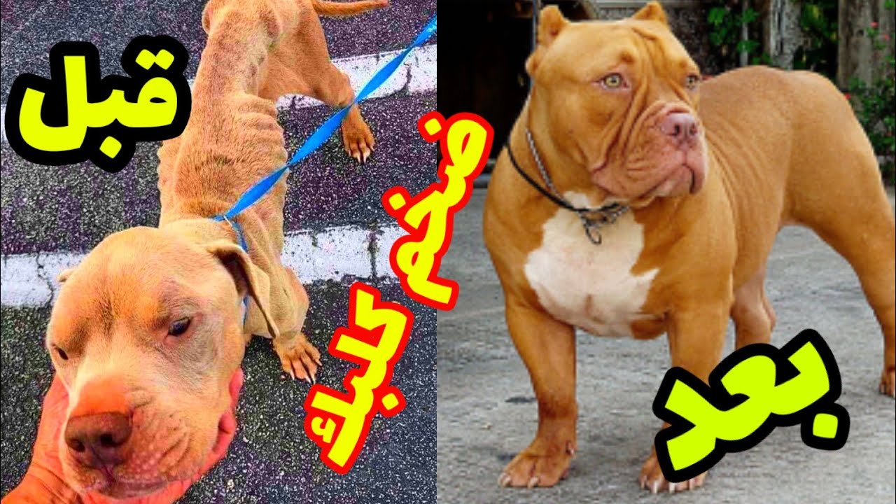 تضخيم الكلاب وعلاج النحافه في فترة قصيرة جداً 💪