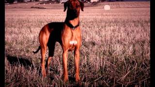 Rhodesian Ridgeback Lure Coursing