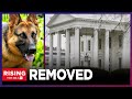 Commander Biden REHOMED After 11+ Confirmed Biting Attacks; Bad Dog or BAD OWNER?!: Rising