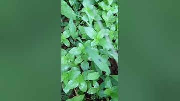 VÌ SAO CẦN ĐỂ CỎ TRONG VƯỜN CÂY ĂN TRÁI. 0918 456 457- 0375 456 457- 0945 456 457