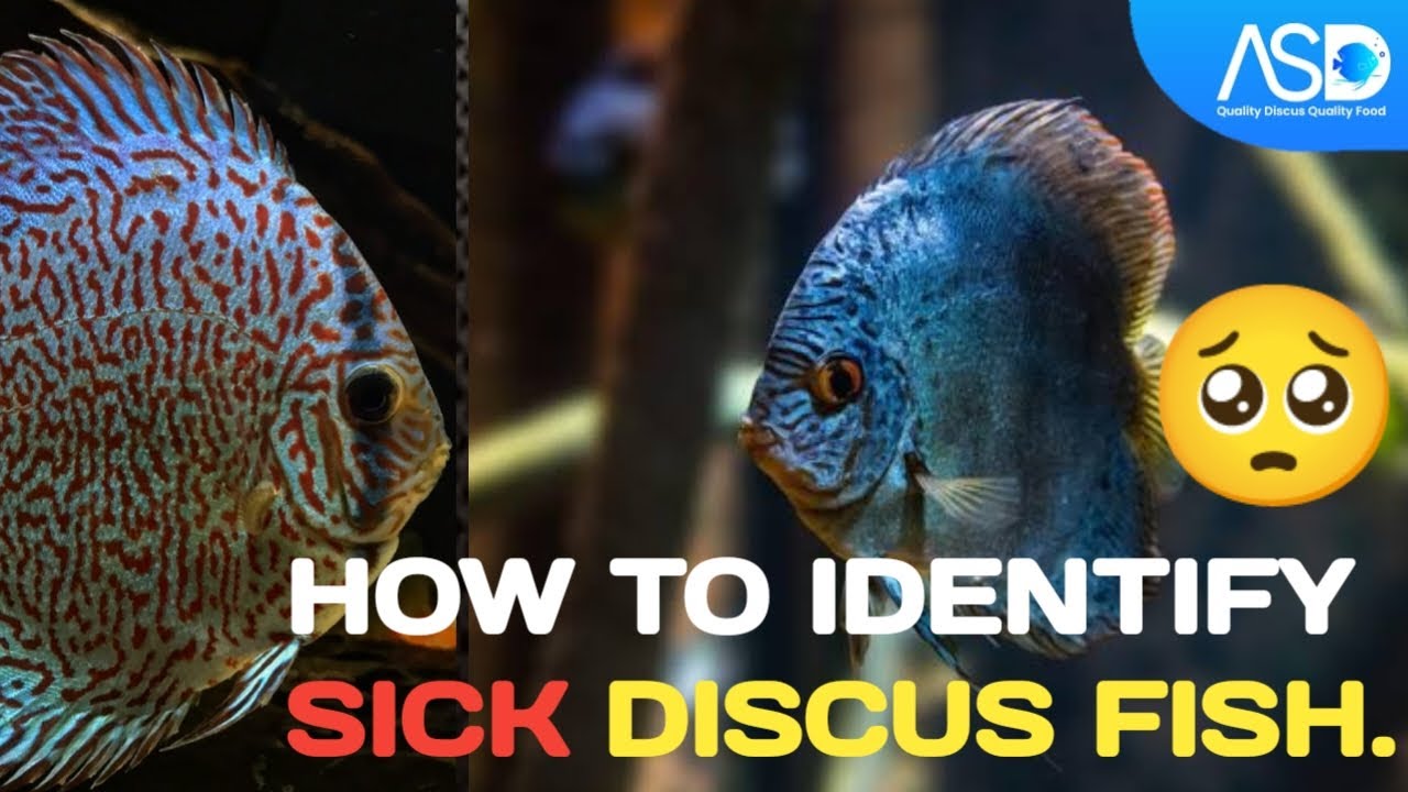 How To Identify Sick Discus Fish ASDDISCUSVLOGS YouTube
