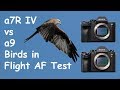 Sony a7R IV vs a9 Birds in Flight Autofocus Comparison